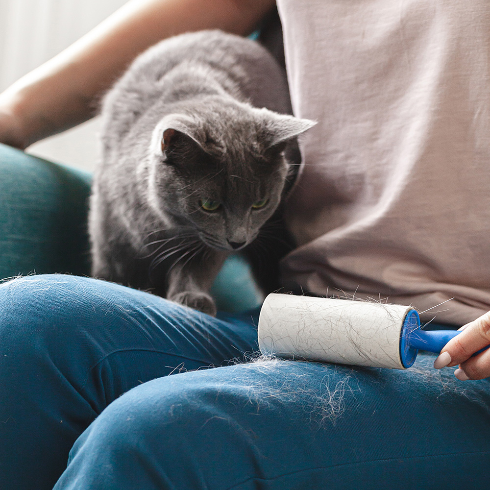 Fellwechsel bei Hund und Katze: So kannst Du Dein Tier unterstützen Fellwechsel bei Hund und Katze: So kannst Du Dein Tier unterstützen