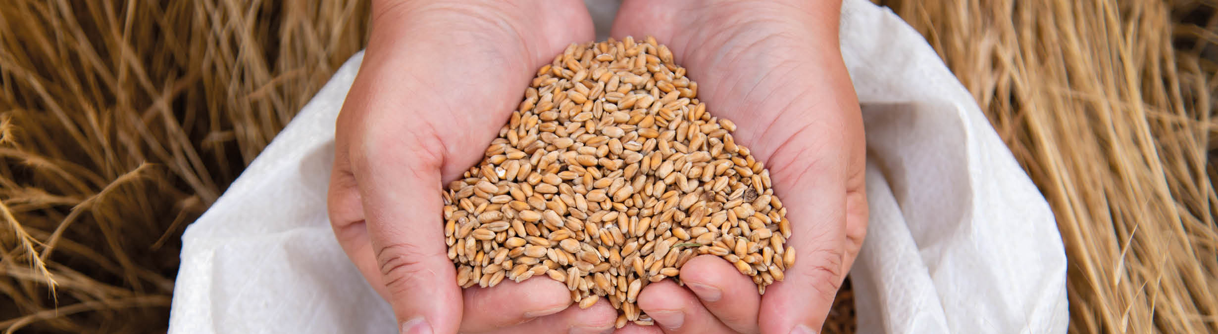 Mensch hebt Getreide aus einem Sack Mensch hebt Getreide aus einem Sack