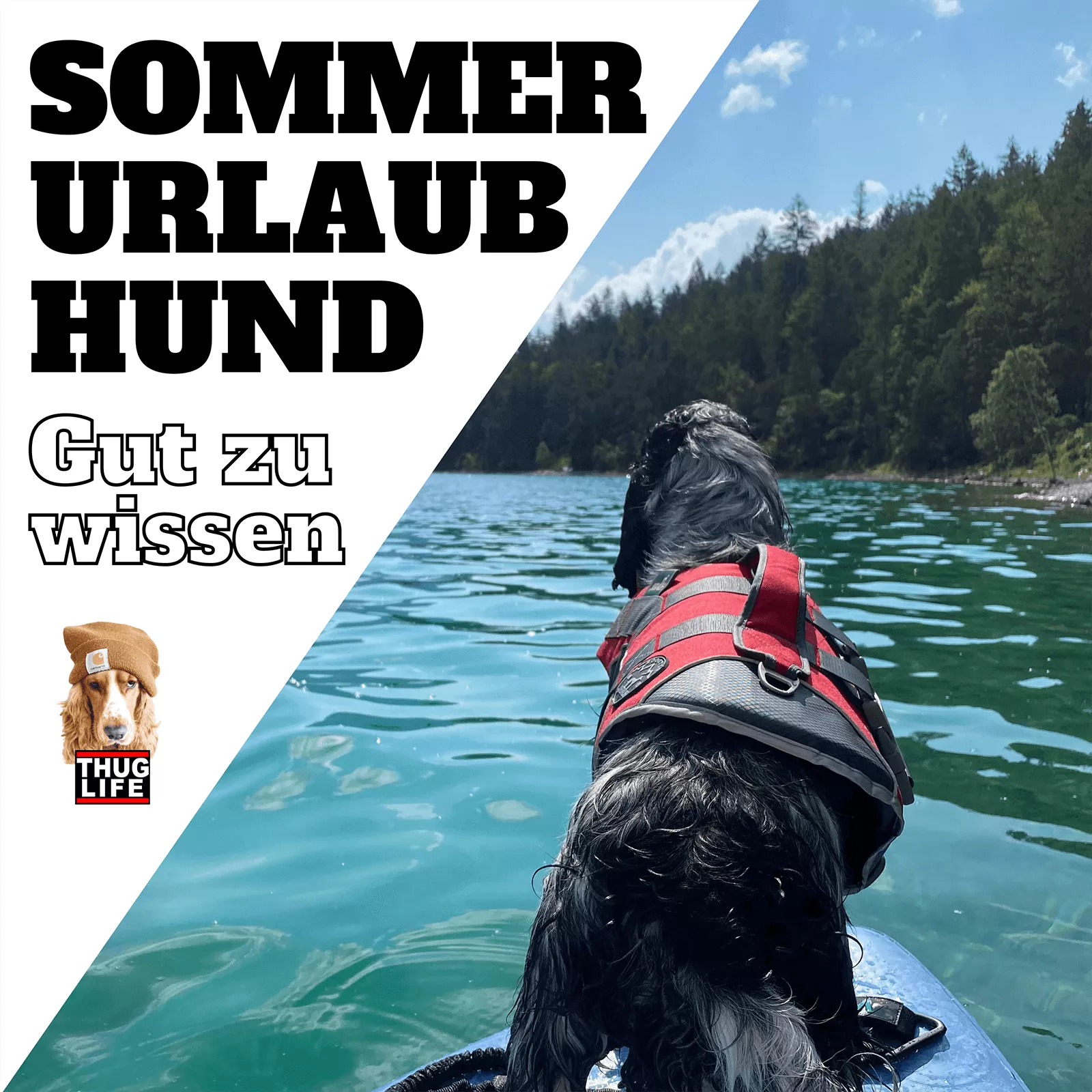 Vroni's Hundeschule: Sommerurlaub mit Hund Vroni's Hundeschule: Sommerurlaub mit Hund