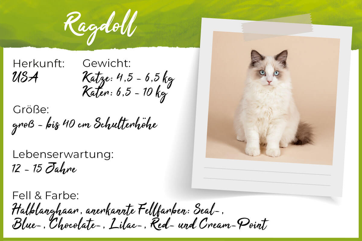 Steckbrief Ragdoll