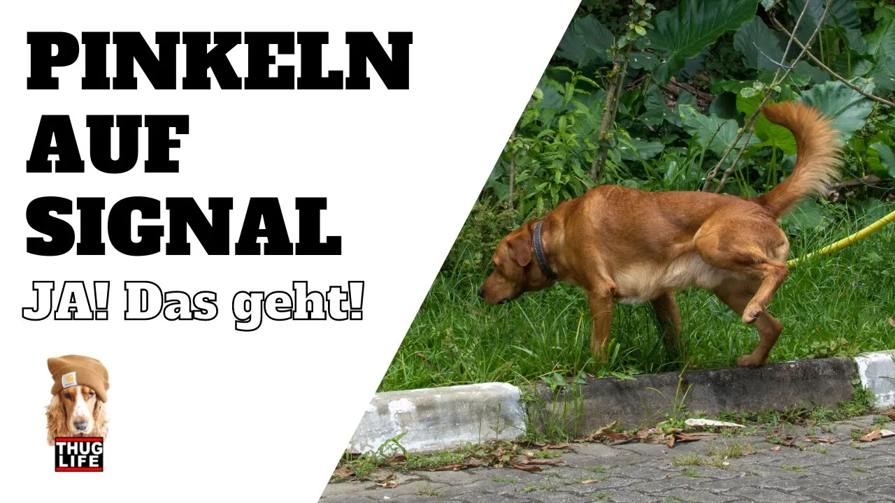 Vroni's Hundeschule: Pinkeln auf Signal