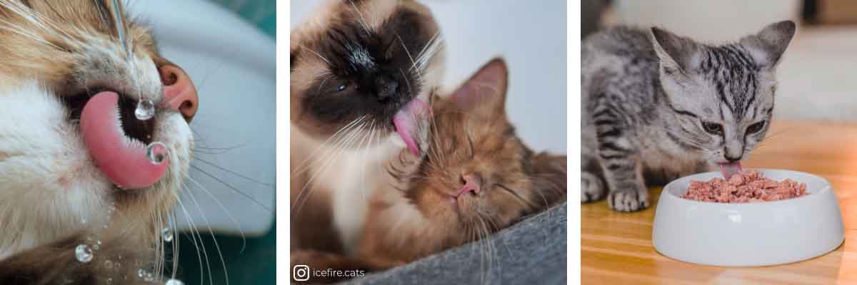 Katzenzunge Katzenzunge