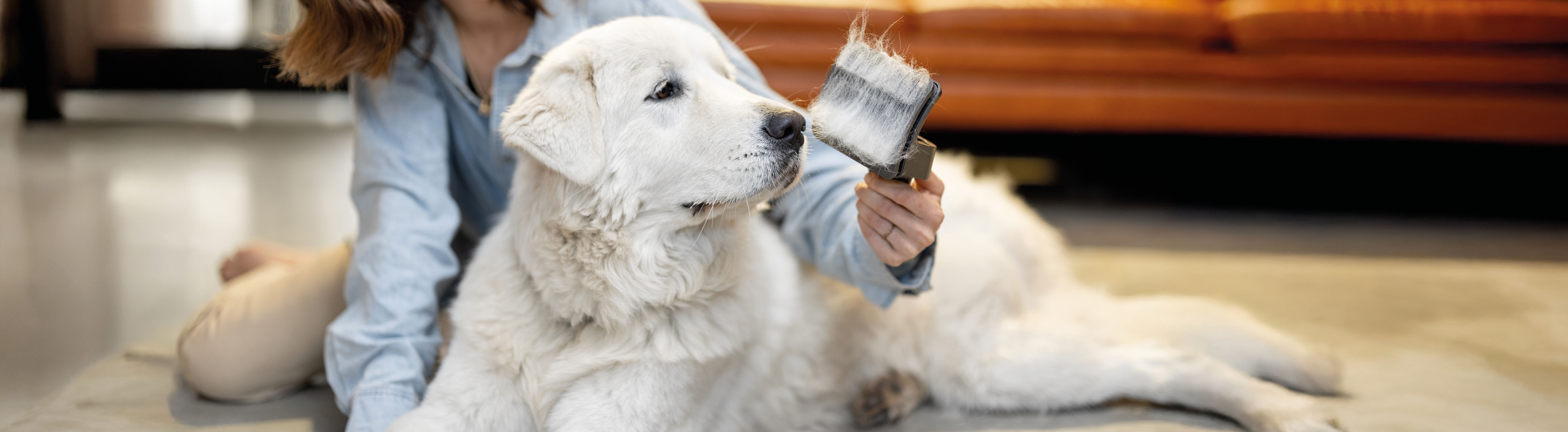 Hund wird gebürstet Hund wird gebürstet