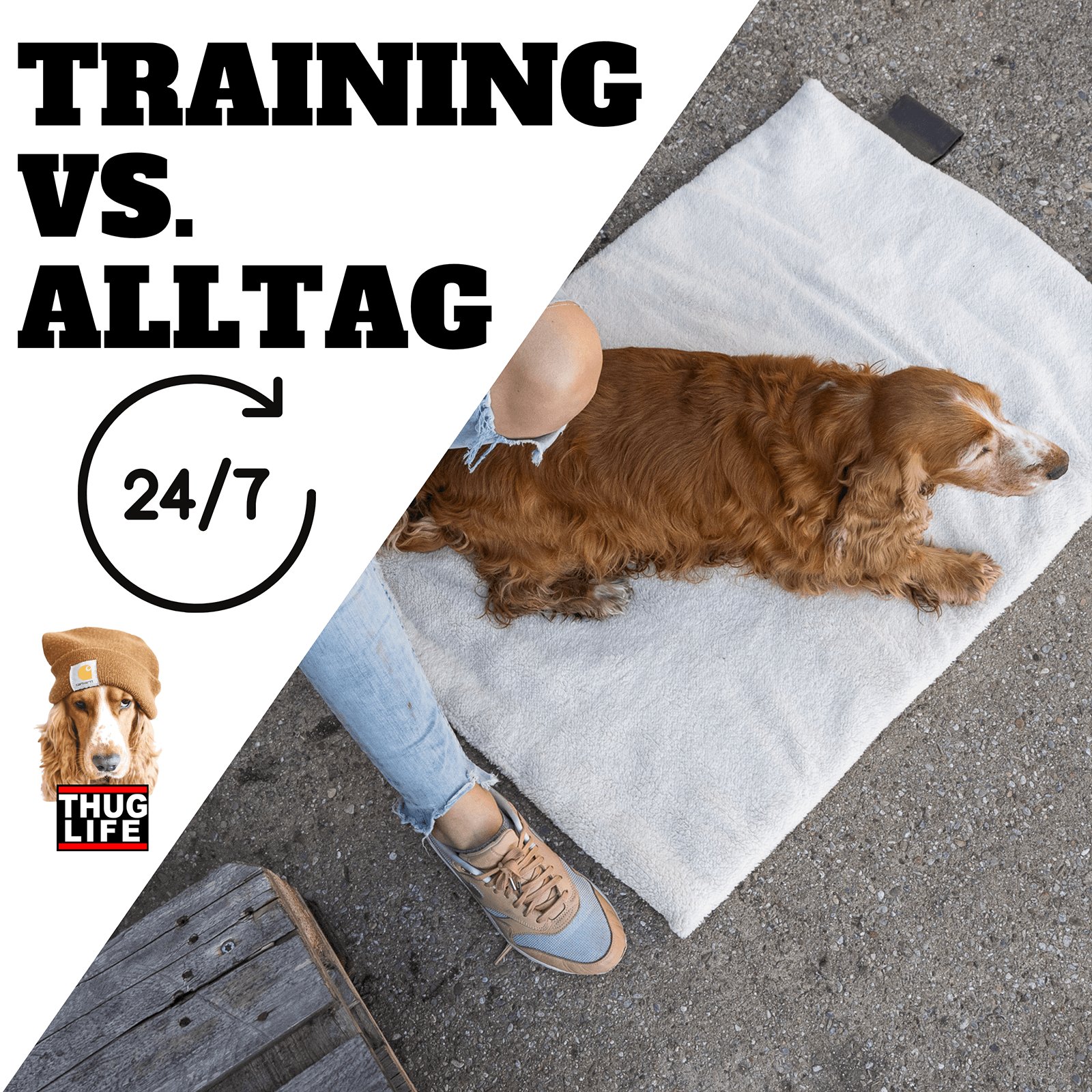 Hundeschule: Training vs. Alltag