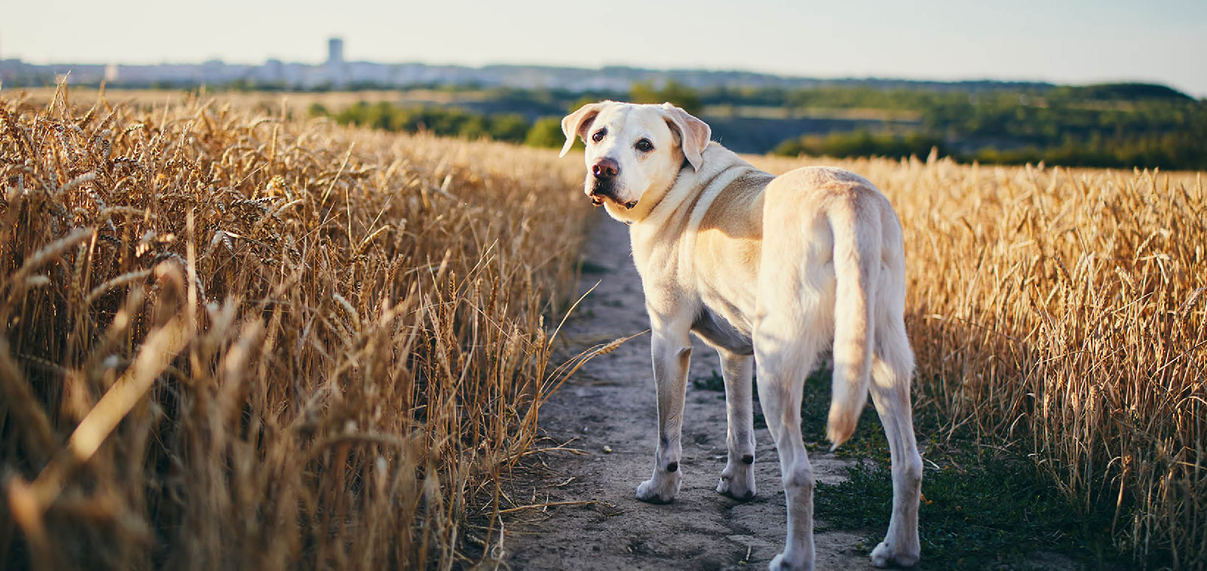 Ein heller Labrador Hund im Getreidefeld 