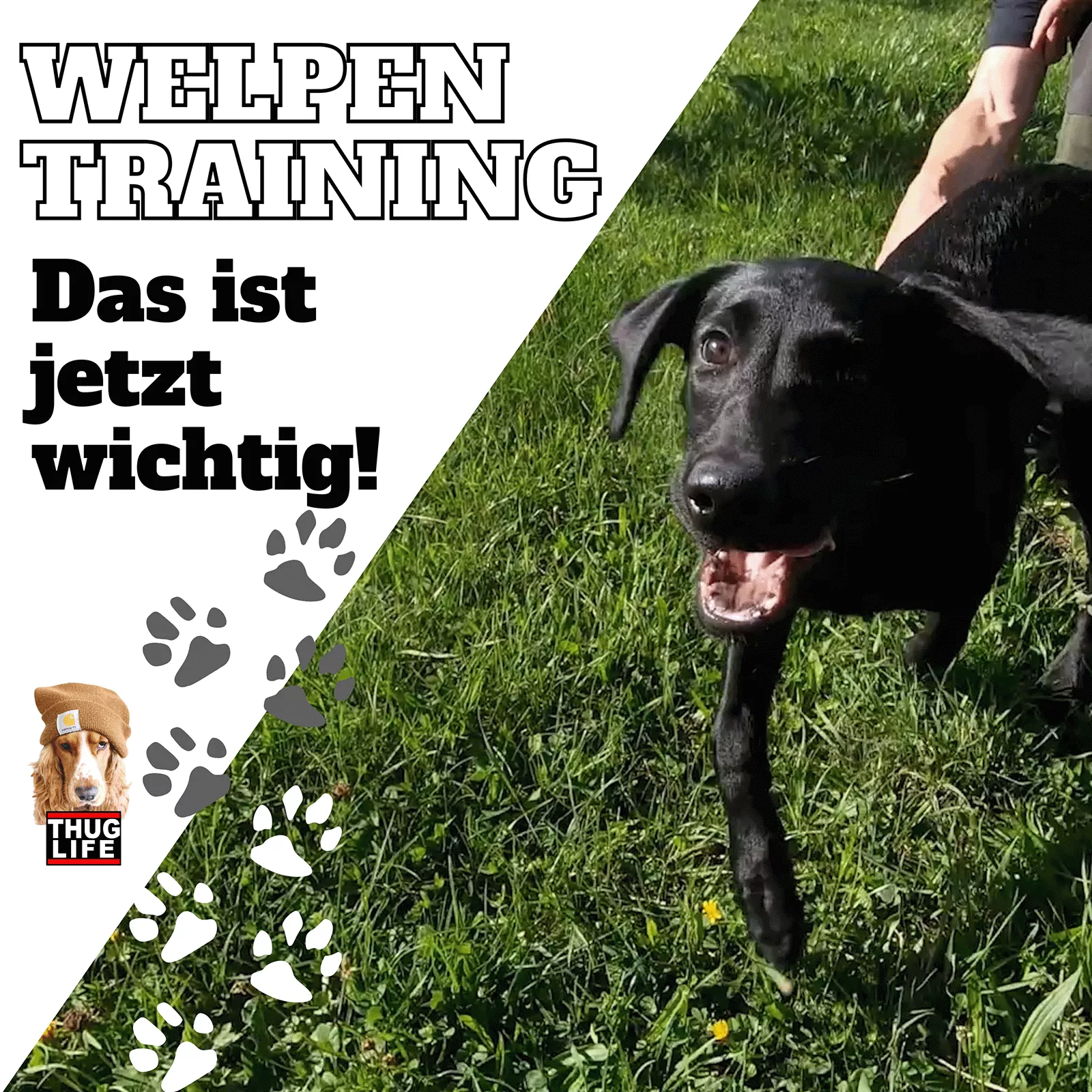 Vroni's Hundeschule: Welpentraining Vroni's Hundeschule: Welpentraining
