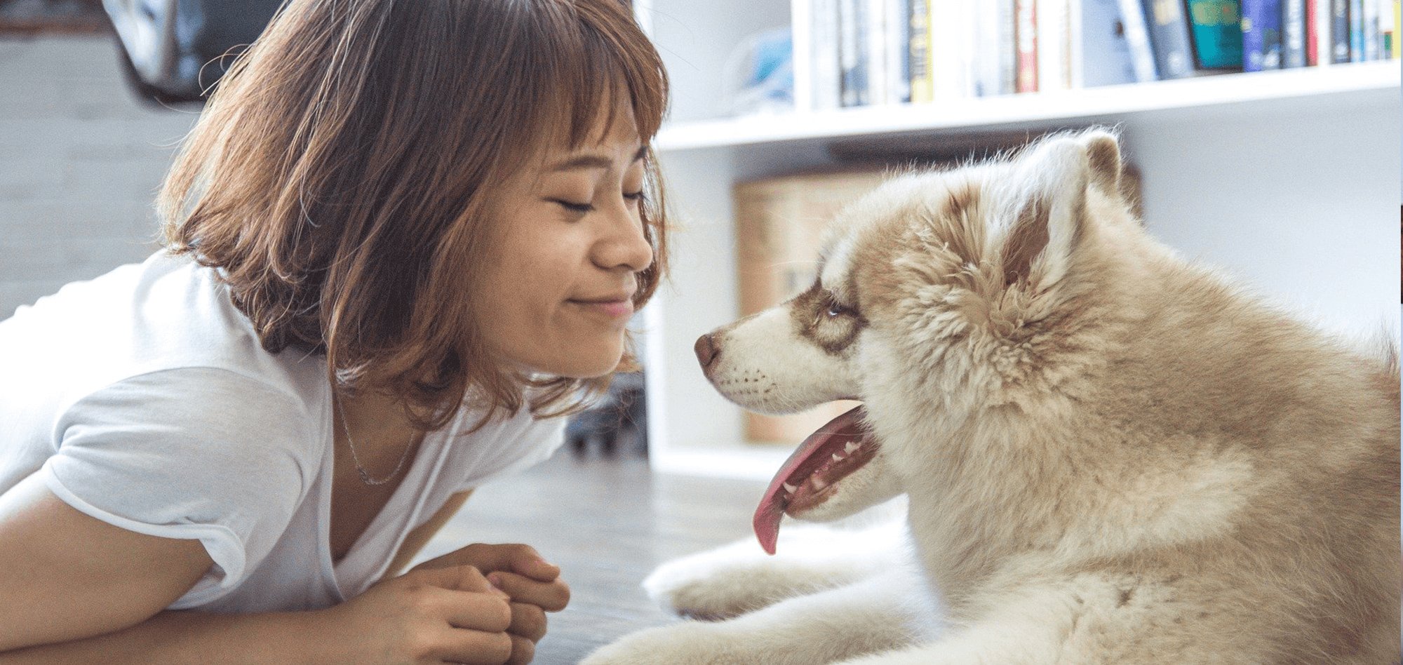 Was ist positive Verstärkung im Hundetraining?