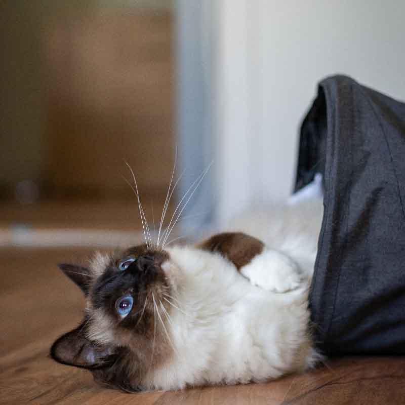 Rasseportrait: Heilige Birma Rasseportrait: Heilige Birma