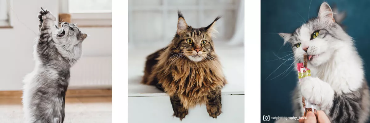 Maine Coon Collage Maine Coon Collage