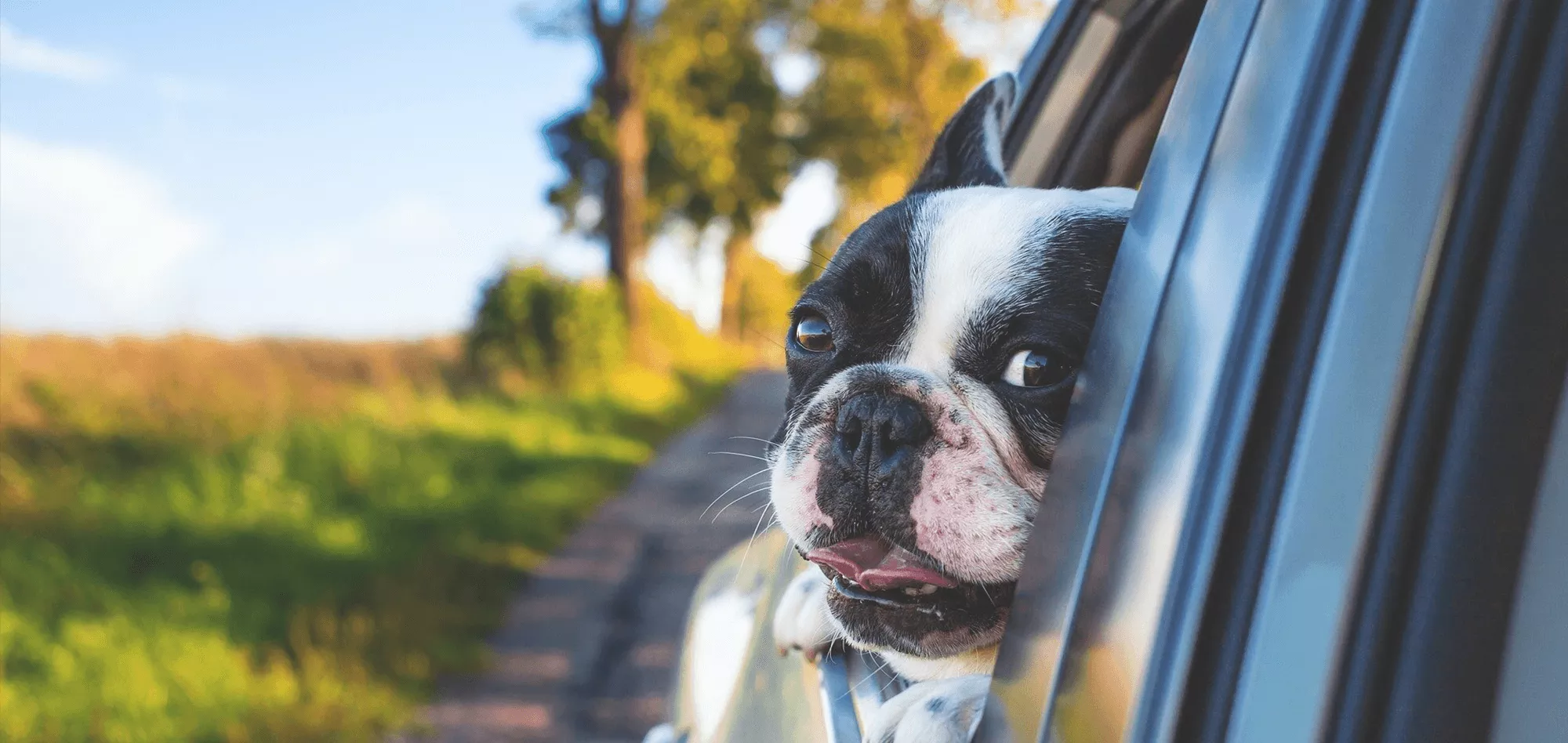 Safe driving with your dog
