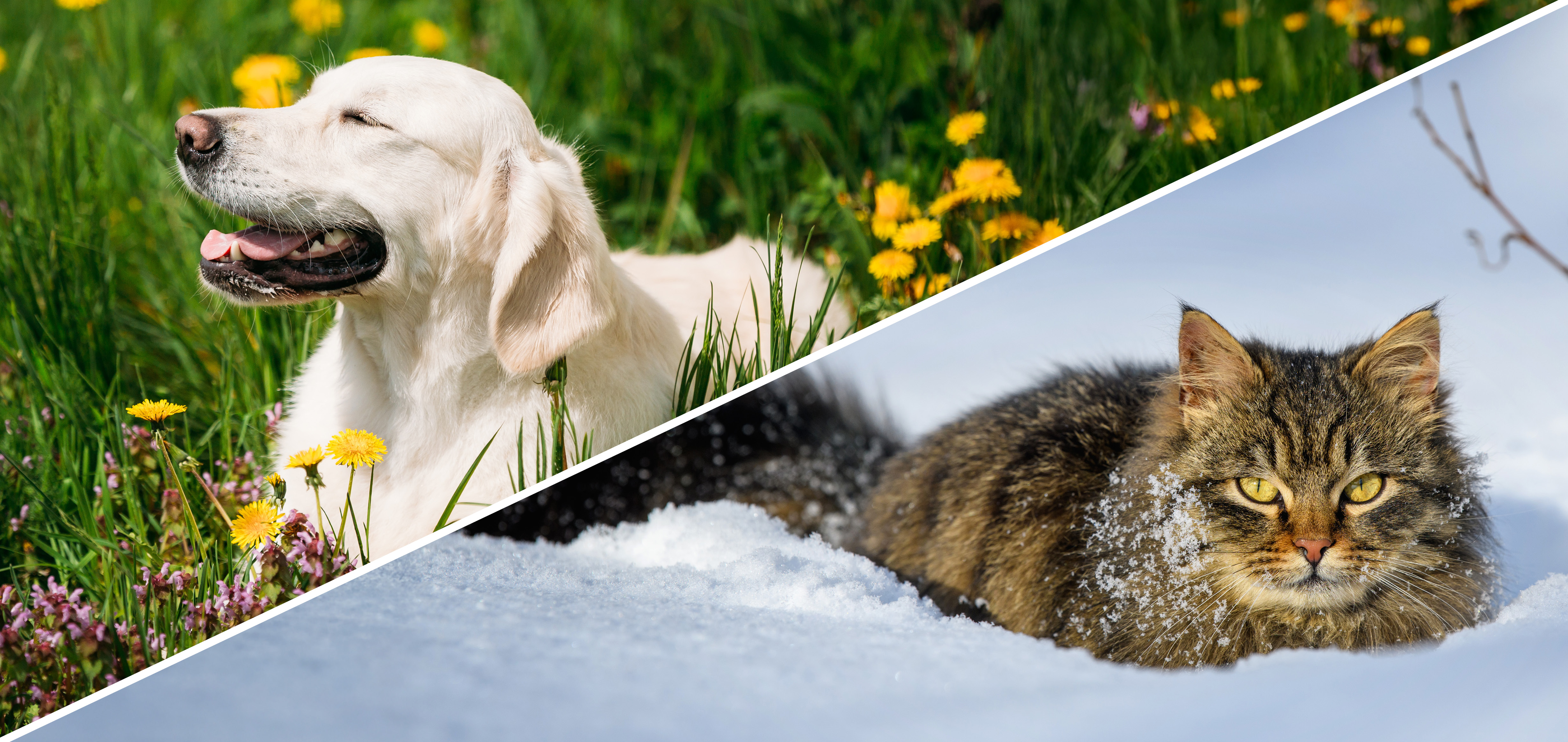 Hund im Sommer, Katze im Winter Hund im Sommer, Katze im Winter
