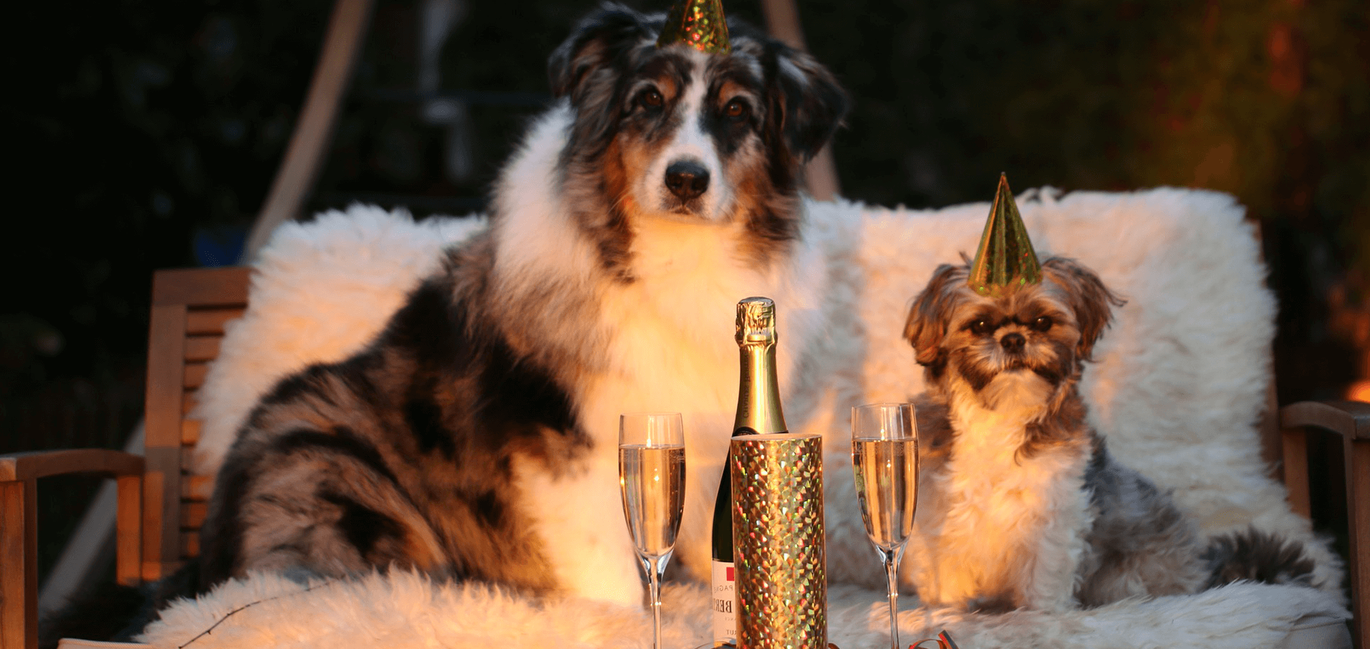 Silvester mit Hund: Tipps für eine entspannte Feier Silvester mit Hund: Tipps für eine entspannte Feier