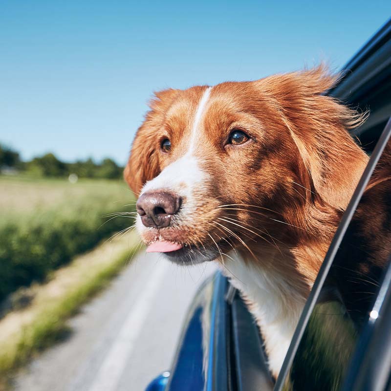 Sicheres Autofahren mit Hund