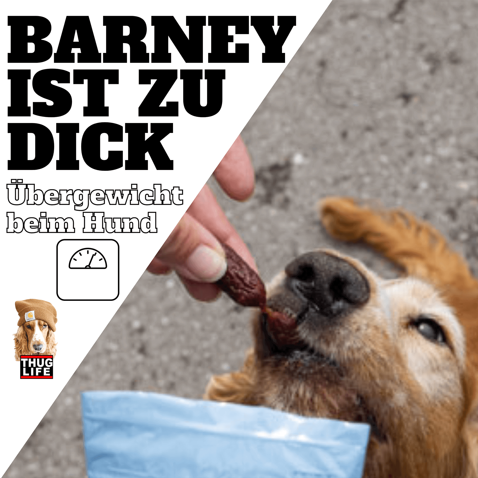 Vroni's Hundeschule: Übergewicht beim Hund