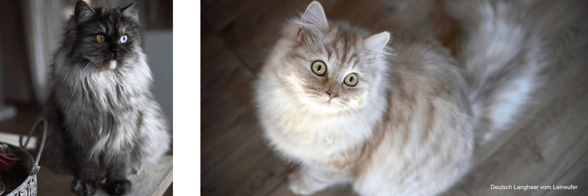 Deutsch Langhaar Collage Deutsch Langhaar Collage