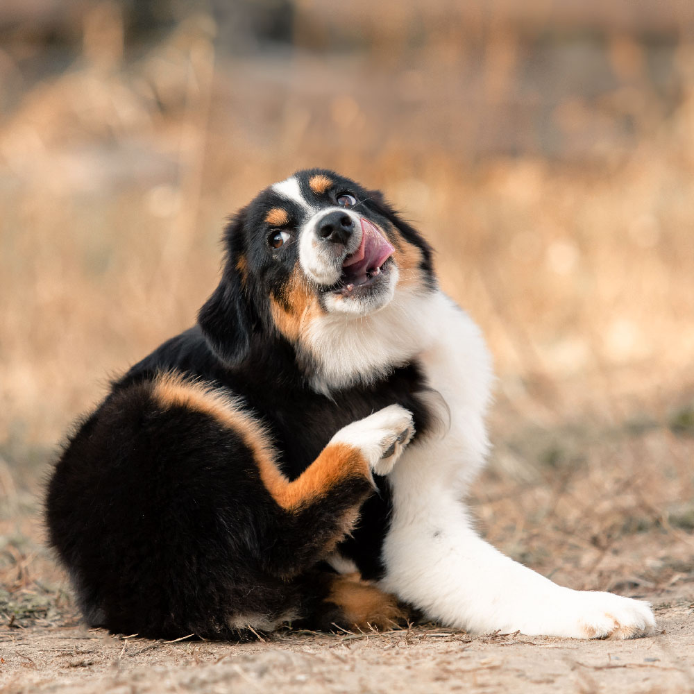 Futtermittelunverträglichkeit beim Hund – So erkennst Du die Warnzeichen! Futtermittelunverträglichkeit beim Hund – So erkennst Du die Warnzeichen!