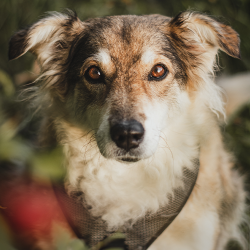 So fotografierst Du Deinen Hund richtig