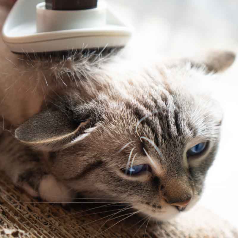 Tipps zum saisonalen Fellwechsel bei Deiner Katze Tipps zum saisonalen Fellwechsel bei Deiner Katze