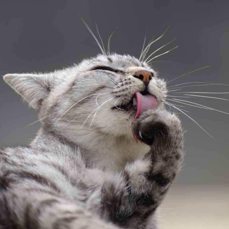 Die Katzenzunge - ein wahres Multitalent Die Katzenzunge - ein wahres Multitalent