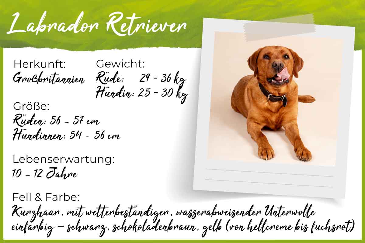 Steckbrief Labrador Retriever