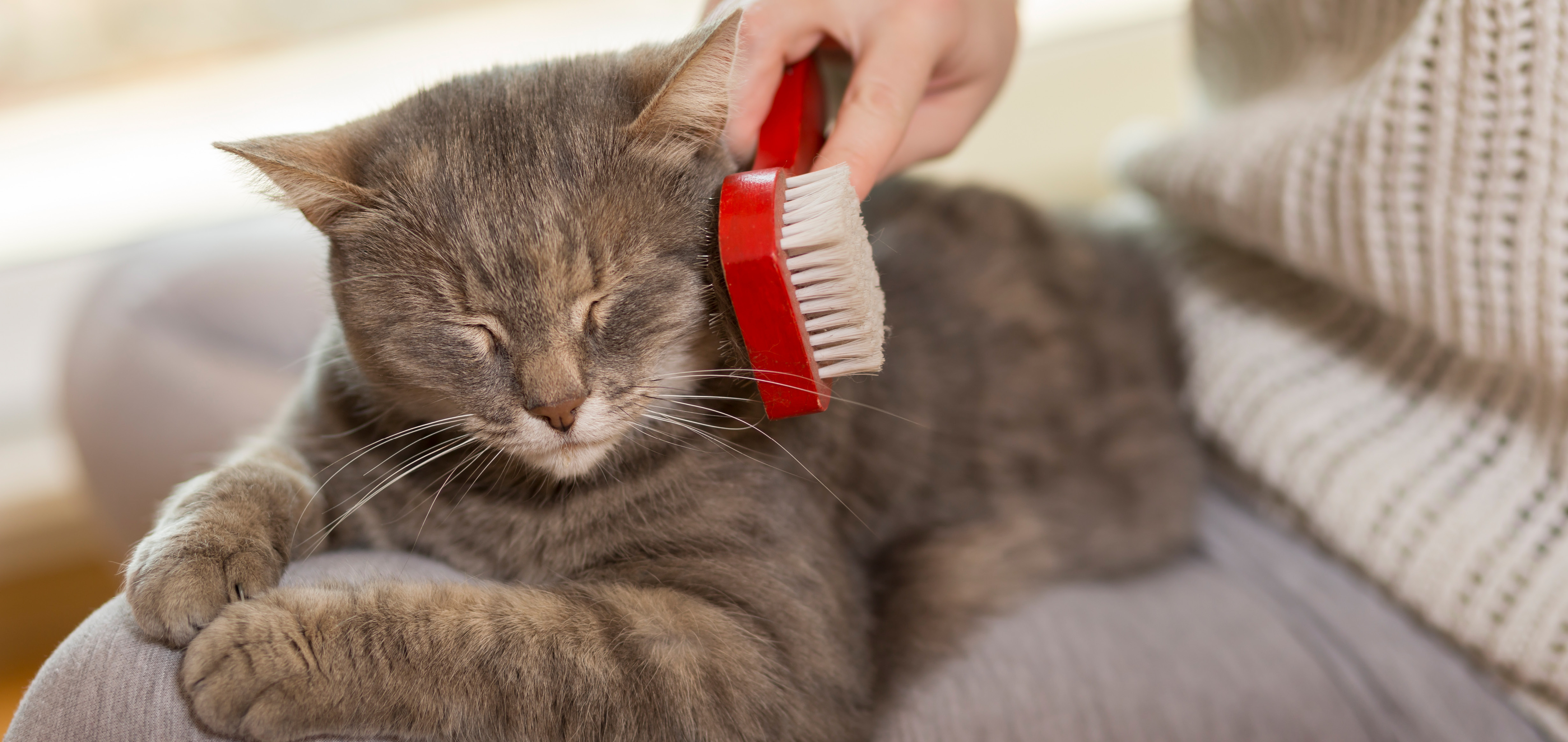 Katze wird gebürstet