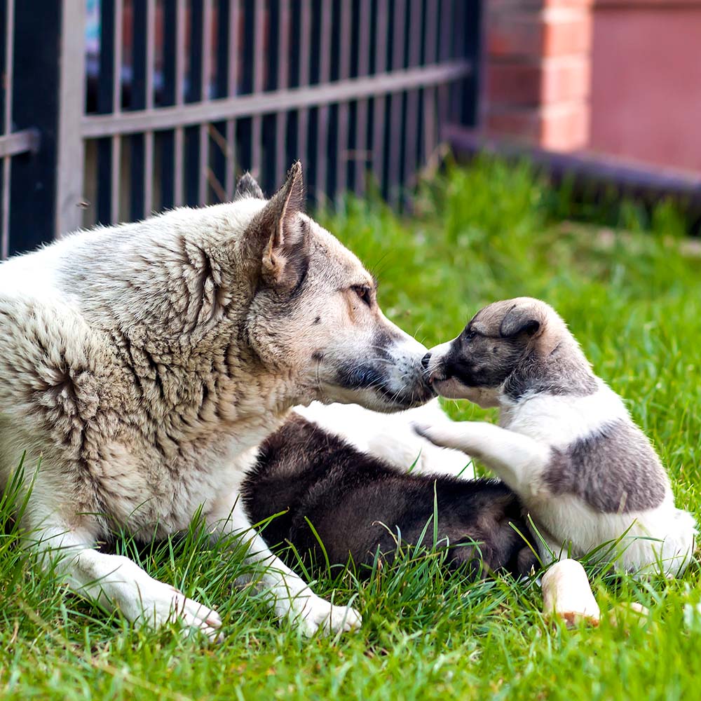 Sollten Hündinnen einmal Welpen bekommen? – 4 Mythen im Faktencheck Sollten Hündinnen einmal Welpen bekommen? – 4 Mythen im Faktencheck