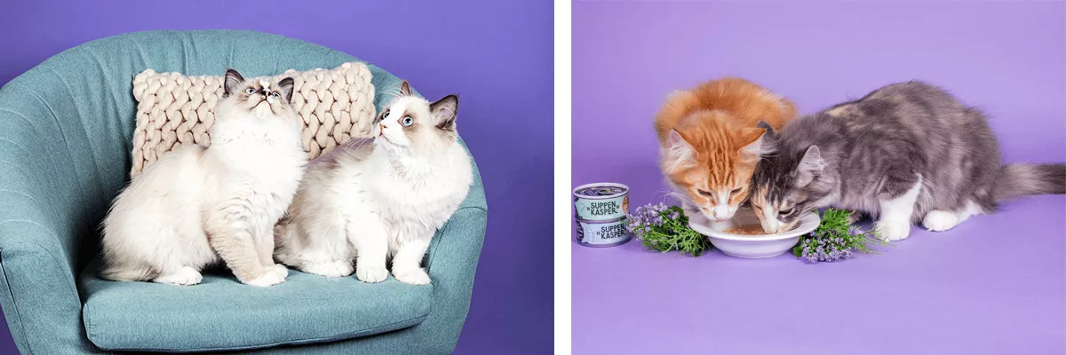 Zwei Katzen Zwei Katzen