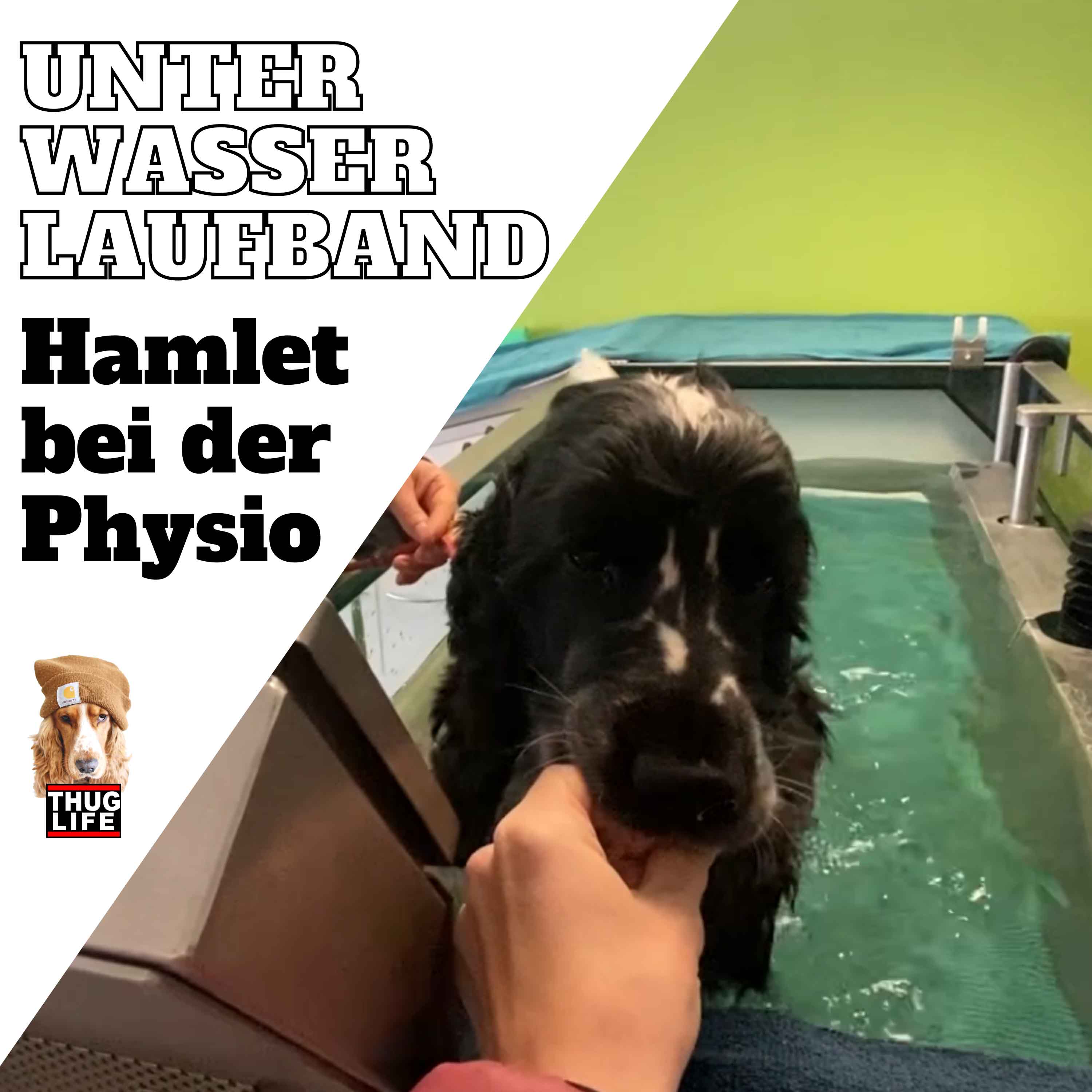 Vroni's Hundeschule: Physiotherapie Vroni's Hundeschule: Physiotherapie
