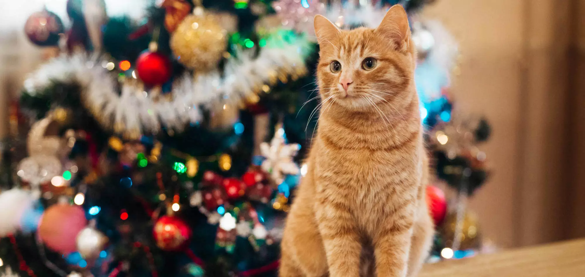Pica-Syndrom: Gefahr durch Weihnachtsdeko Pica-Syndrom: Gefahr durch Weihnachtsdeko