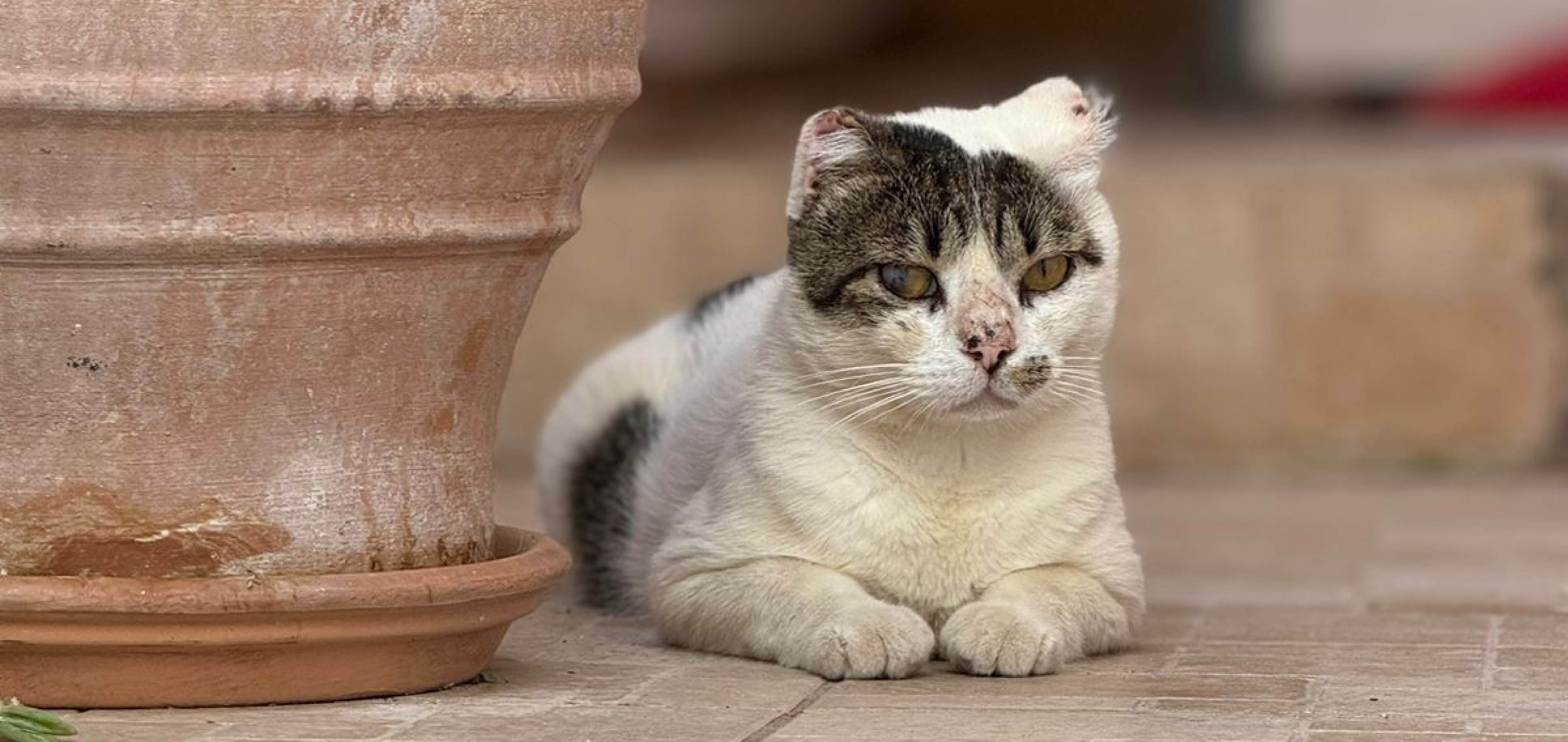 Grumpy