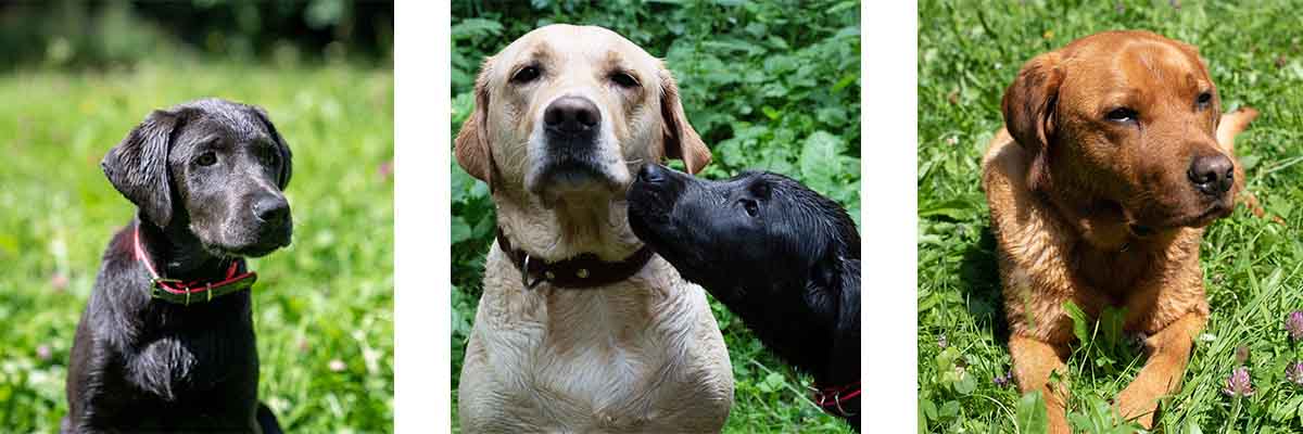 Labrador Collage