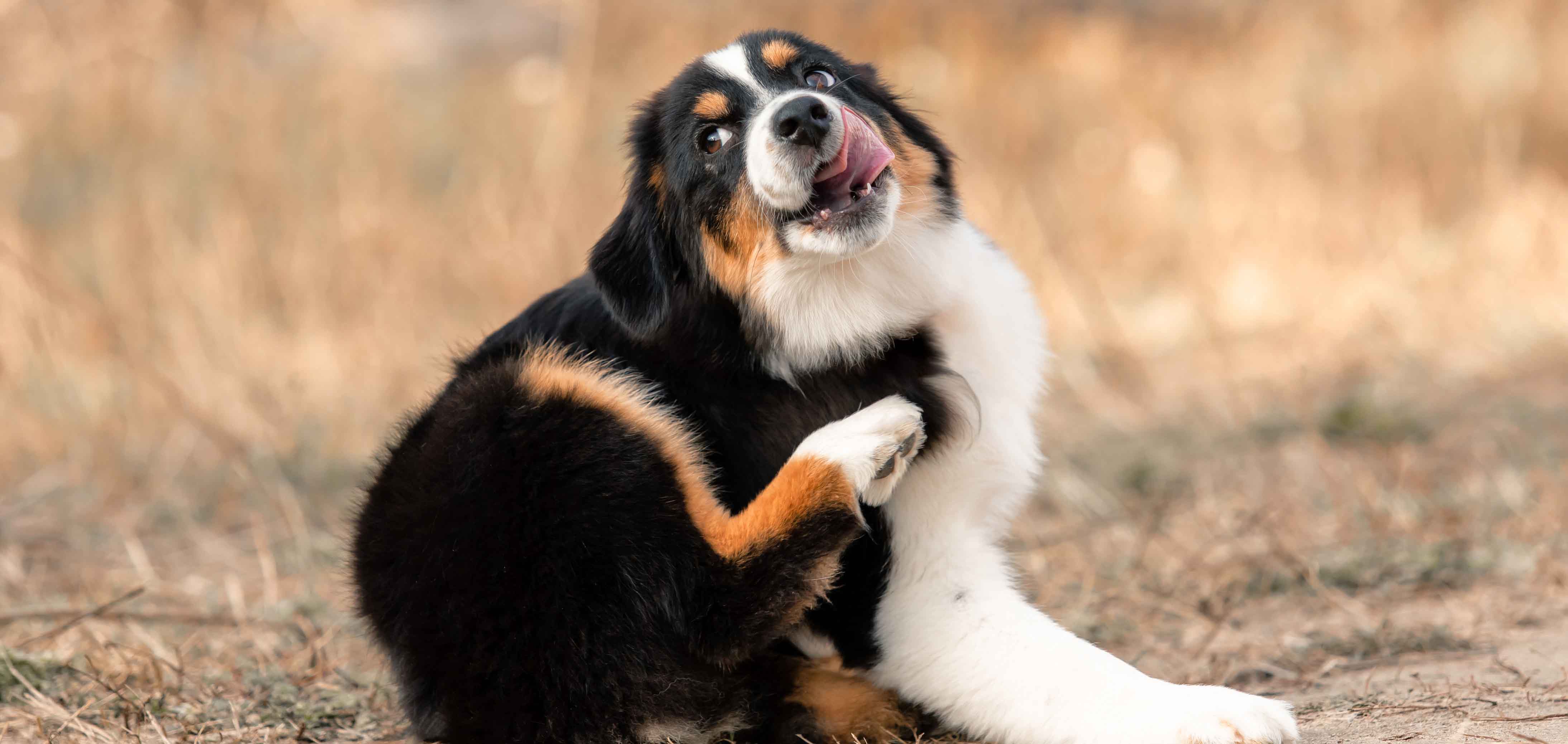 Futtermittelunverträglichkeit Futtermittelunverträglichkeit