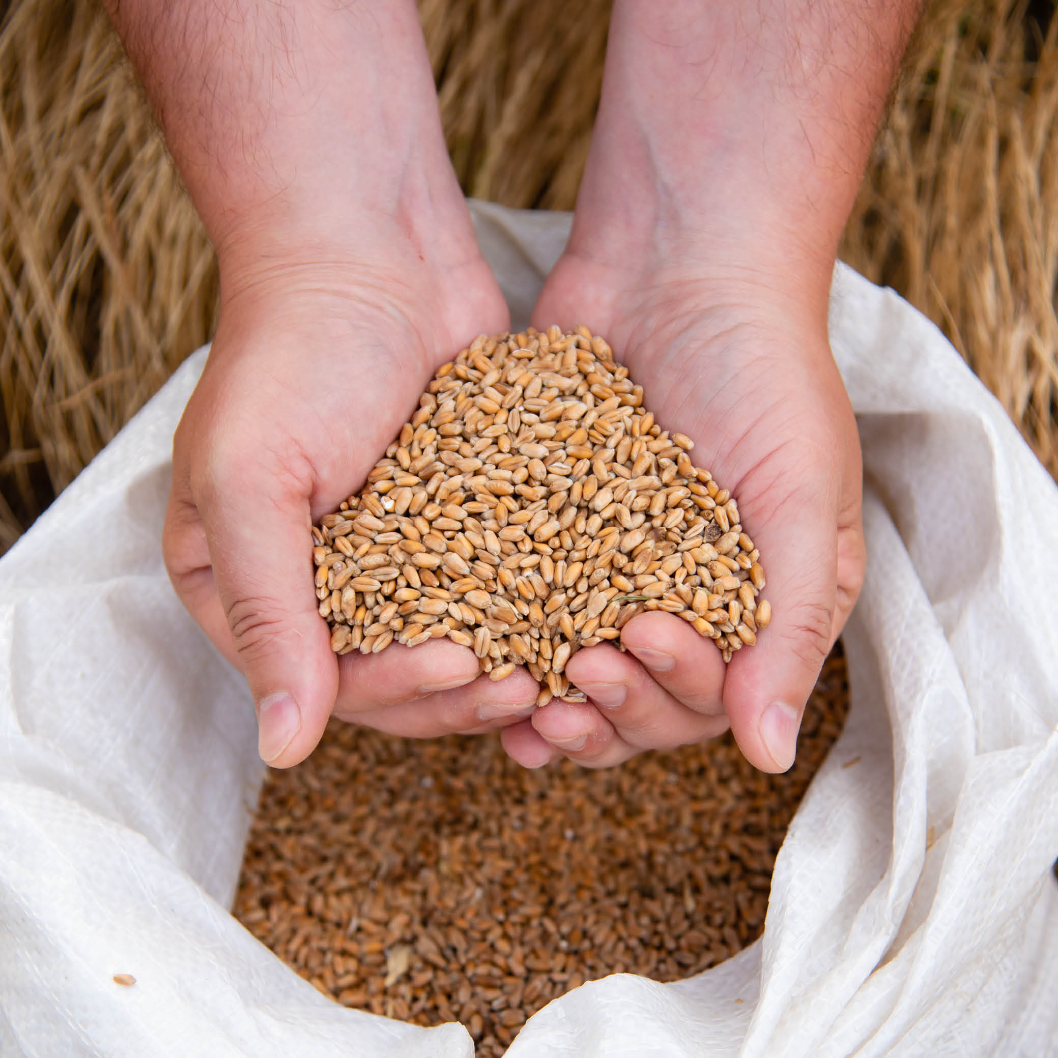 Getreidefreies Hundefutter Getreidefreies Hundefutter