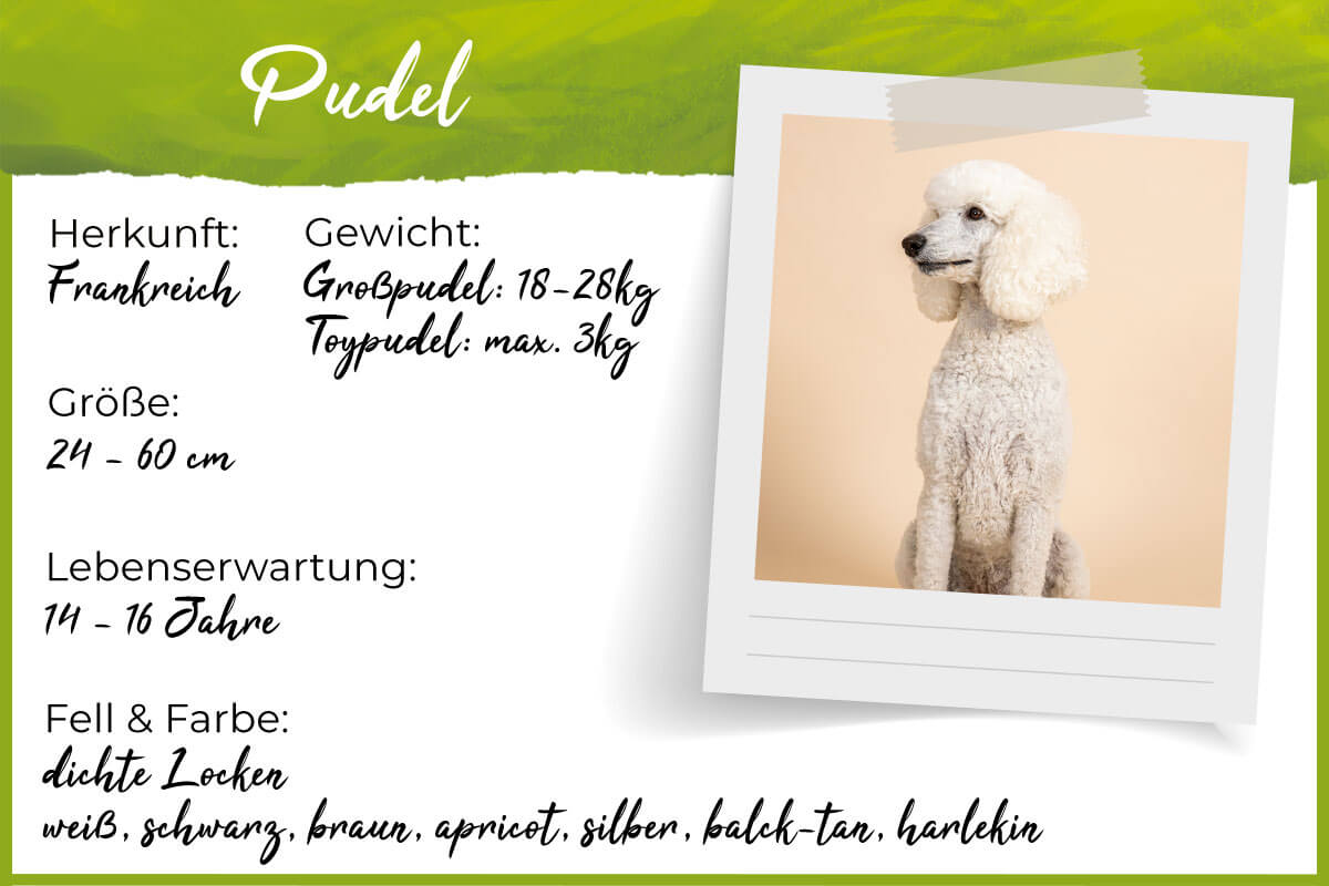 Steckbrief Pudel Steckbrief Pudel