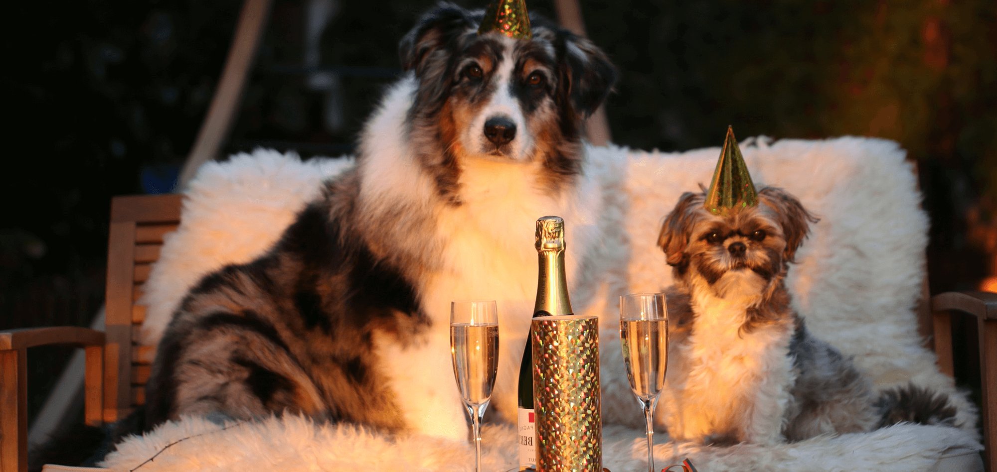 New years eve with dog: Tips for a relaxed night