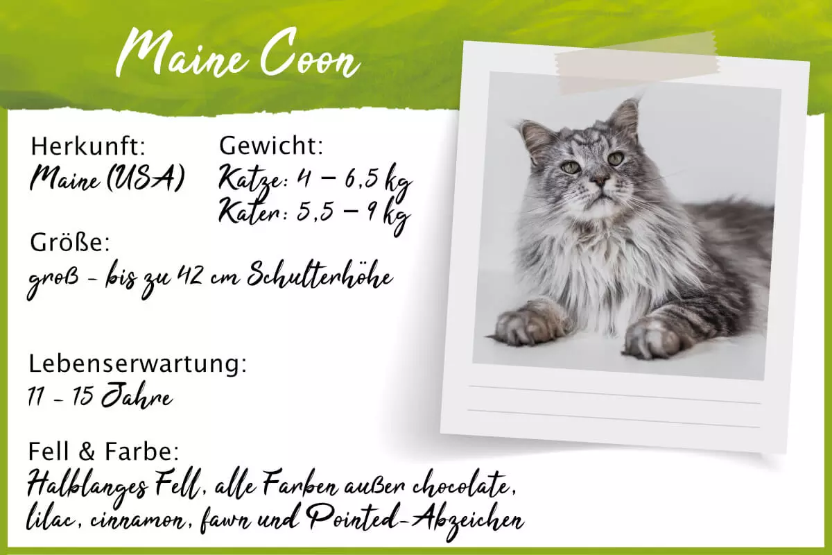 Steckbrief Maine Coon Steckbrief Maine Coon