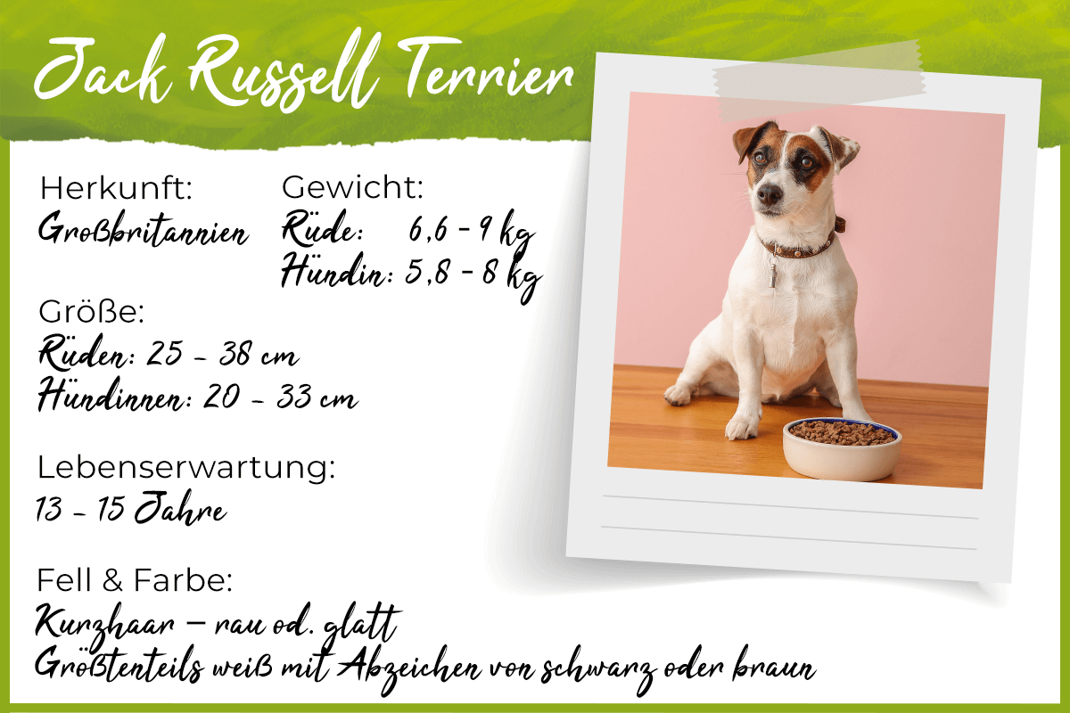 Steckbrief Jack Russell Terrier Steckbrief Jack Russell Terrier