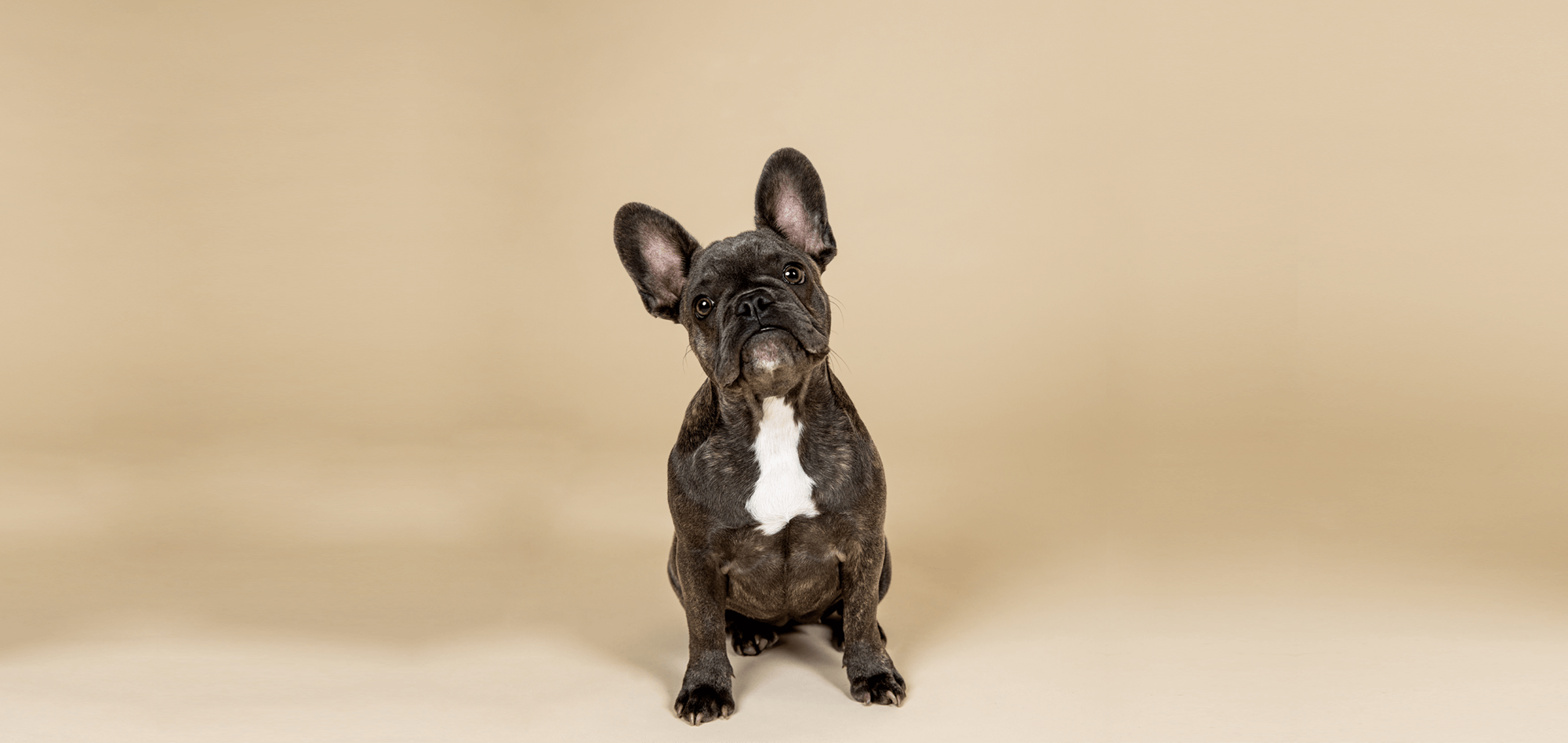 Rasseportrait: Französische Bulldogge