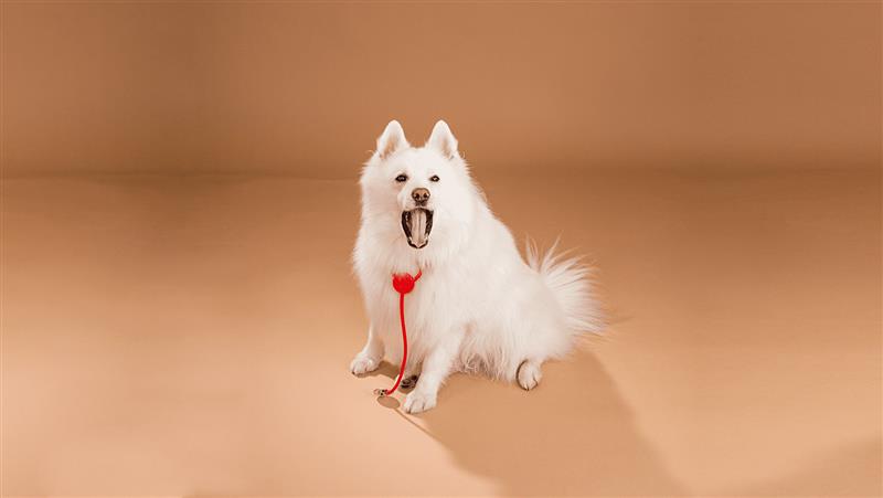 Erste Hilfe beim Hund - Die wichtigsten Parameter Erste Hilfe beim Hund - Die wichtigsten Parameter