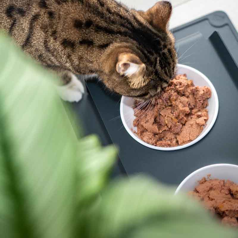 Verdauung bei Katzen: So läuft das also ab!