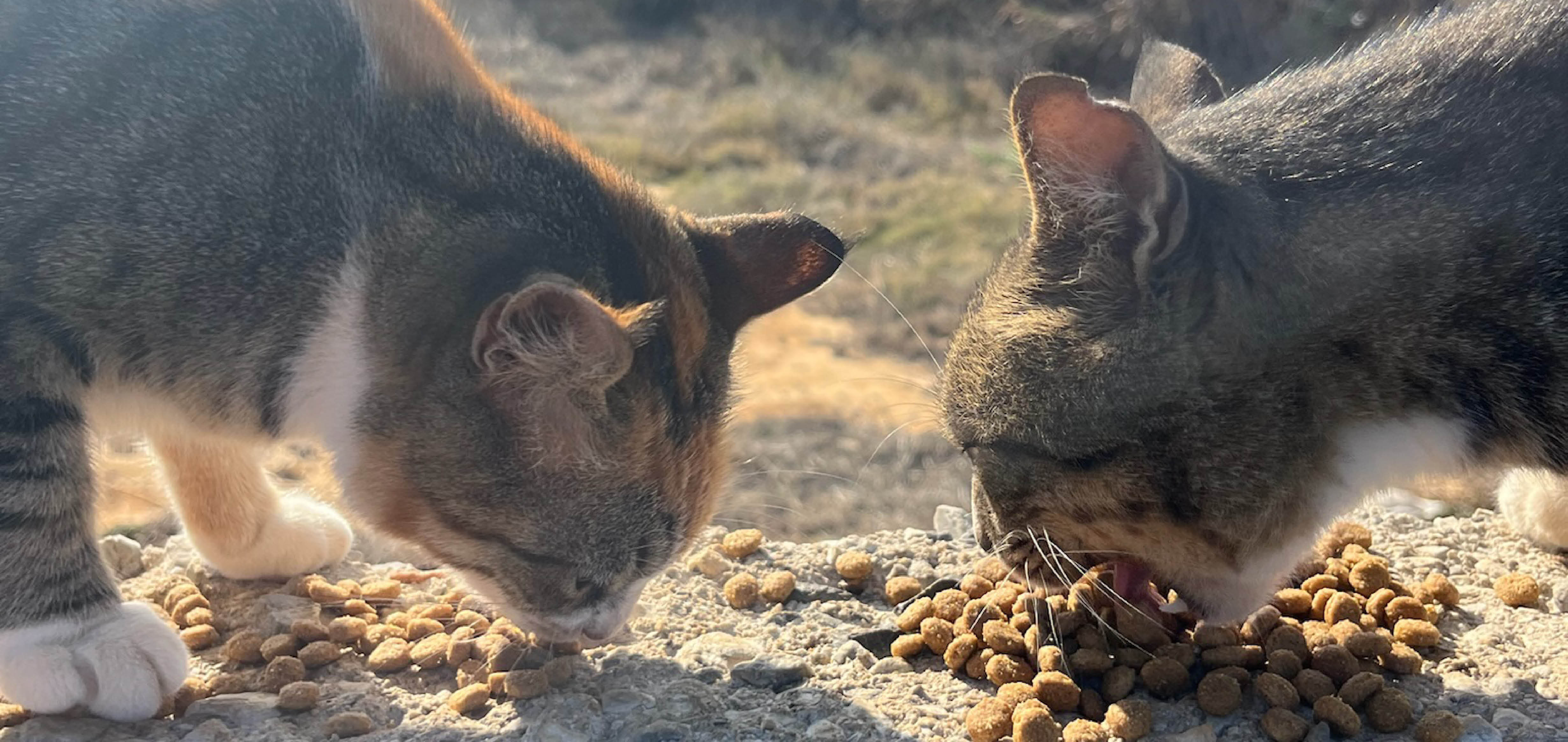 Katzen fressen GranataPet Katzenfutter Katzen fressen GranataPet Katzenfutter