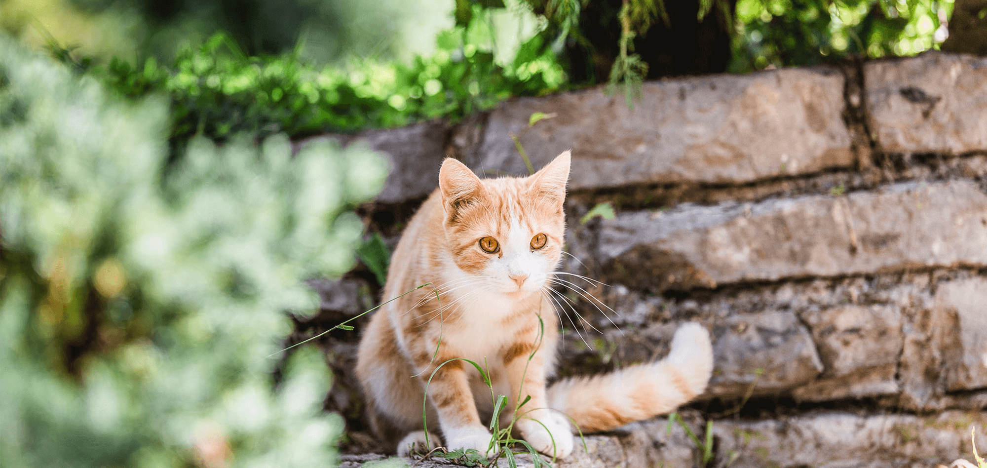Attention: These plants are poisonous for your cat 