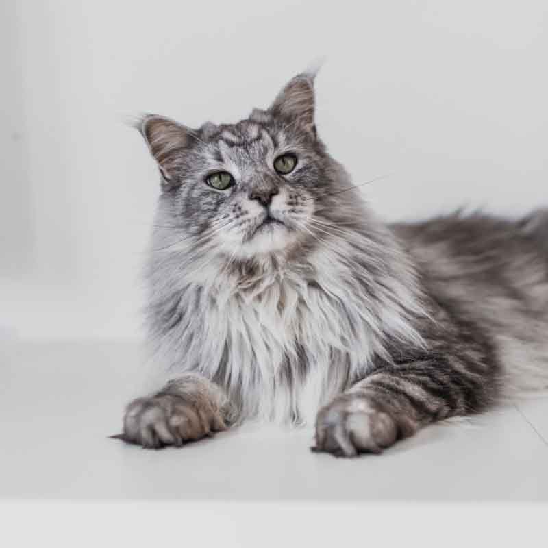 Rasseportrait: Maine Coon Rasseportrait: Maine Coon