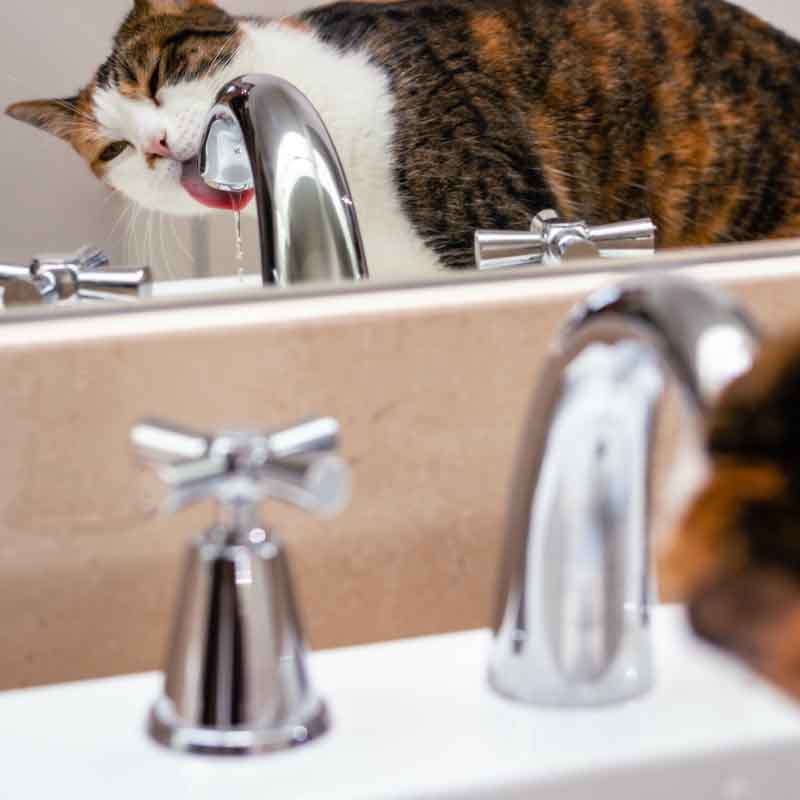 Stay Hydrated - Der Flüssigkeitsbedarf von Katzen