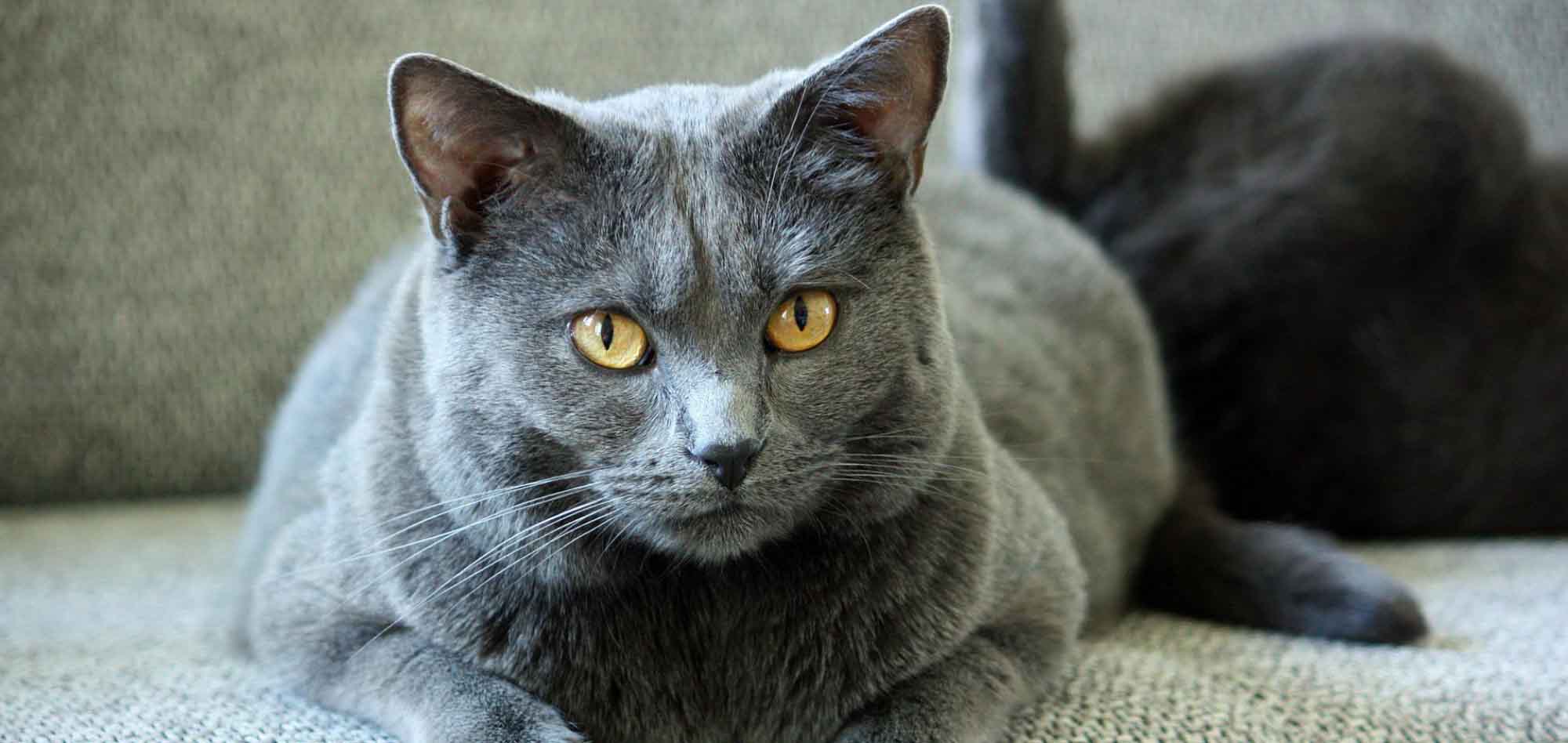 Rasseportrait: Karthäuser Rasseportrait: Karthäuser