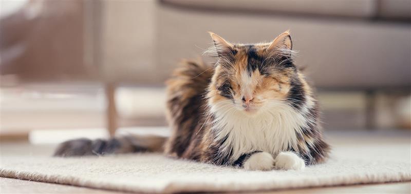 Katzen mit Handicap – Tipps für den Alltag  Katzen mit Handicap – Tipps für den Alltag