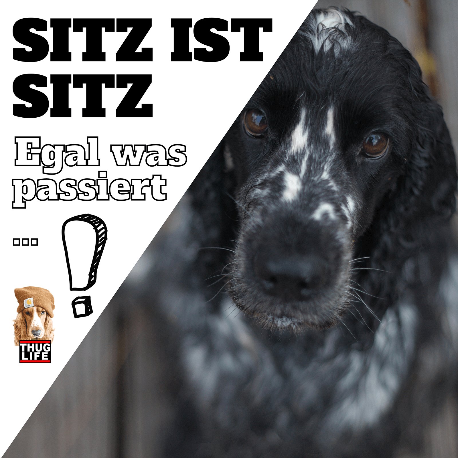 Vroni's Hundeschule: Sitz ist Sitz