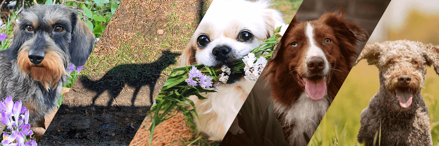 Siegerfotos Fotowettbewerb für Hunde Frühling 2022 Siegerfotos Fotowettbewerb für Hunde Frühling 2022