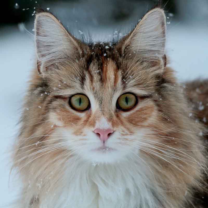 Rasseportrait: Norwegische Waldkatze