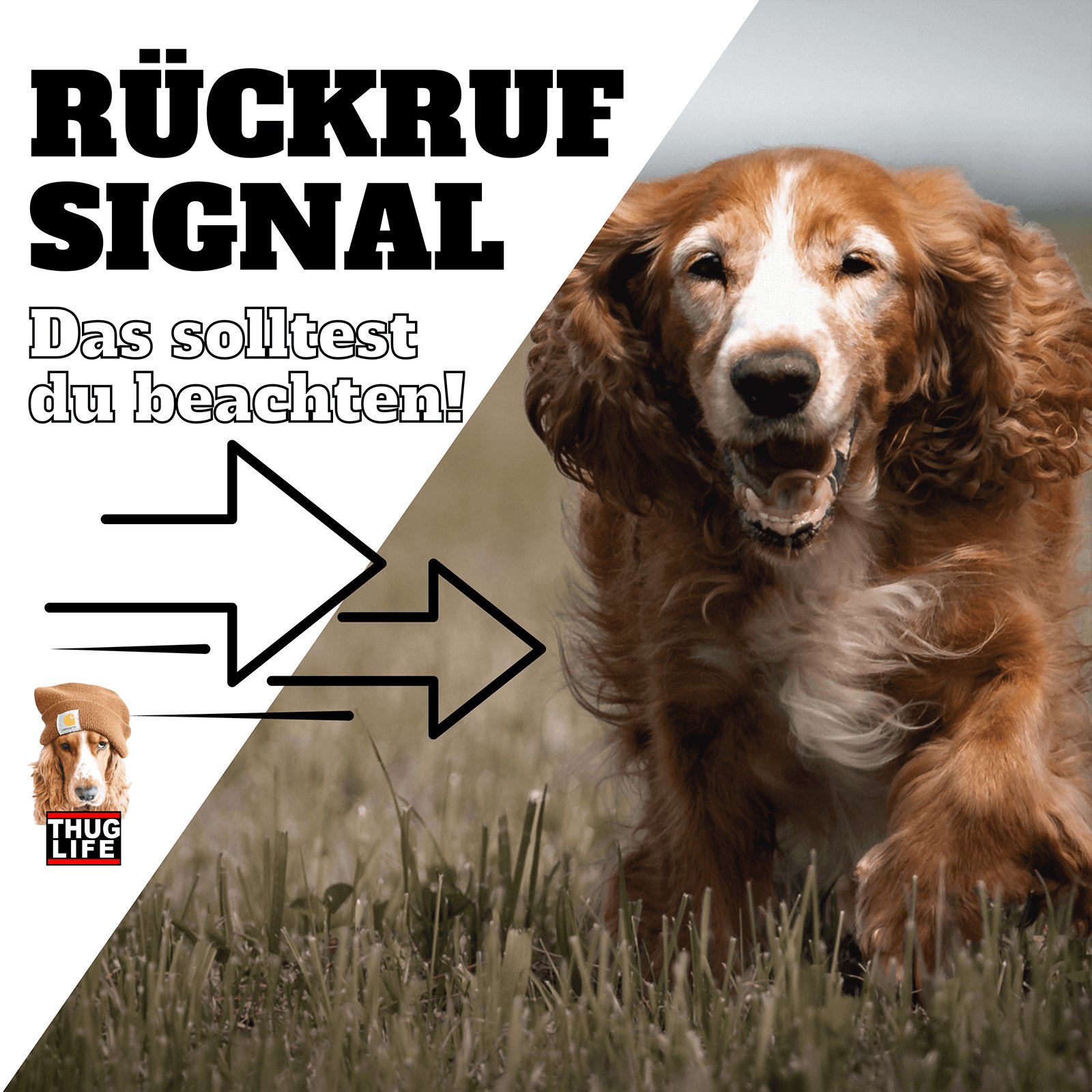 Hundeschule: Rückruf Signal